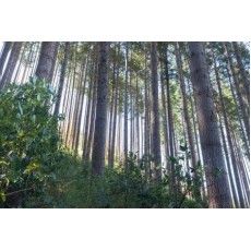 Pseudotsuga menziesii Pseudotsuga menziesii
